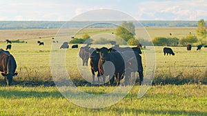 Adult black cow eating grass in a meadow. Cute black cow in pasture. Static view.