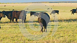 Adult black cow eating grass in a meadow. Cute black cow in pasture. Static view.