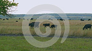 Adult black cow eating grass in a meadow. Cute black cow in pasture. Static view.