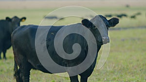 Adult black cow eating grass in a meadow. Cute black cow in pasture. Static view.