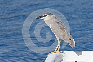 Adult Black-crowned Night Heron on a Boat