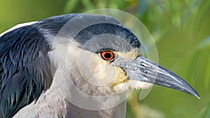 Adult, Black-crowned Night-Heron Headshot.