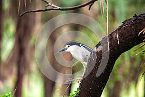 Adult Black-crowned Night Heron (Nycticorax nycticorax) in San Francisco