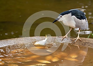 Adult Black-crowned Night Heron (Nycticorax nycticorax) in San Francisco