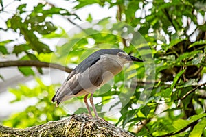 Adult Black-crowned Night Heron (Nycticorax nycticorax) in San Francisco