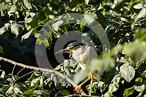 Adult Black-crowned Night Heron (Nycticorax nycticorax) in San Francisco