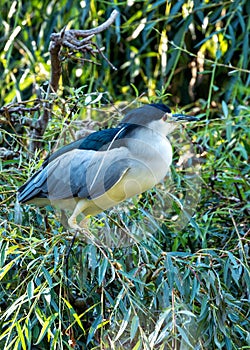 Adult Black-crowned Night Heron (Nycticorax nycticorax) in San Francisco