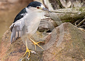 Adult Black-crowned Night Heron (Nycticorax nycticorax) in San Francisco photo