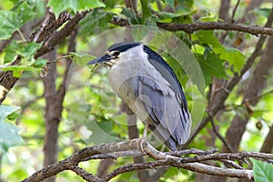 Adult black crowned night heron perched in a tree