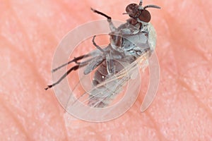 Adult Black Fly of the Family Simuliidae