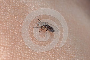 Adult Black Fly photo