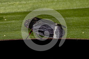 Adult Black Froghopper