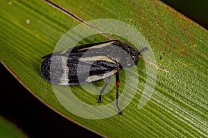 Adult Black Froghopper