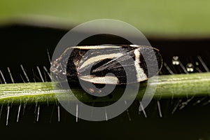 Adult Black Froghopper