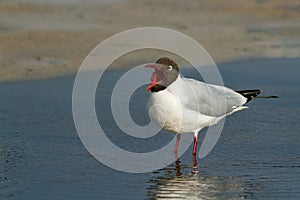 An adult Black-headed Gull, seagull.