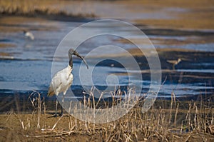 Black-headed Ibis Threskiornithidae Pelecaniformes