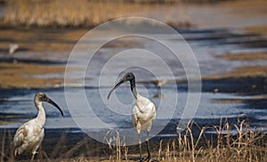 Black-headed Ibis Threskiornithidae Pelecaniformes