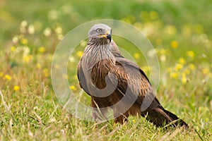 Adult black kite