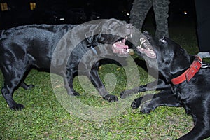 Adult black Labrador Retriever puppies playing