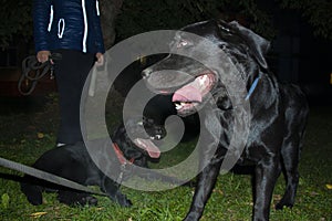 Adult black Labrador Retriever puppies playing