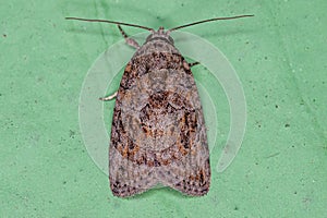 Adult Black-olive Caterpillar Moth