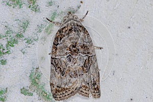 Adult Black-olive Caterpillar Moth