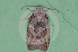 Adult Black-olive Caterpillar Moth