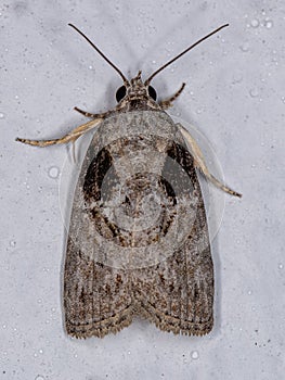 Adult Black-olive Caterpillar Moth