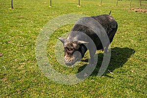 Adult black pig with fangs on a free grazing.