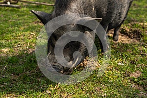 Adult black pig with fangs on a free grazing.