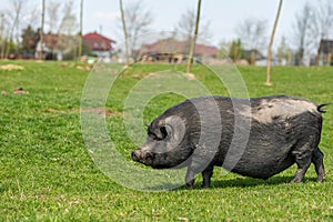 Adult black pig with fangs on a free grazing.