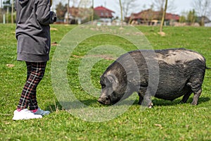 Adult black pig with fangs on a free grazing.