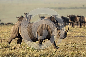 Adult black rhino with a big horn walking near wildebeest herd in Masai Mara Kenya