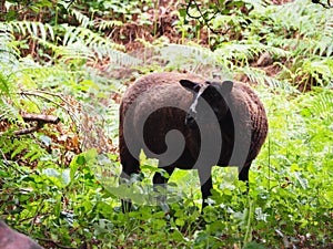 Adult black sheep in the forest, Mellid, La CoruÃÂ±a, Spain, Europe photo