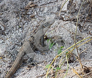 This is an adult black spiny-tailed iguana