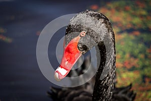 Black Swan Head