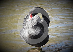 Adult black swan with red closed beak is relaxing in water.