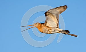 Adult Black-tailed godwit in flight with loud crying and calling photo