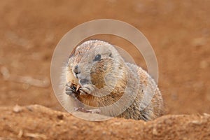 Adult black-tailed prairie dog, Cynomys ludovicianus, sitting near burrow, holding and eating dry leaf. Ground squirrel in nature