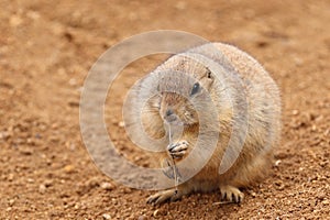 Adult black-tailed prairie dog, Cynomys ludovicianus, sitting near burrow, holding needles in one foreleg and eating.