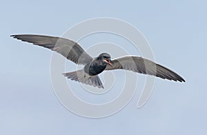 Adult Black tern soars in blue sky and calls harsh alarm