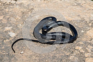 Black western whip snake, Hierophis viridiflavus, basking in the sun on a rocky cliff in Malta