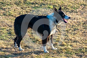 Adult black and white Border Collie herding dog with an open mouth stands on dry grass. Side view