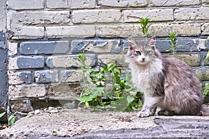 An adult black and white cat sits in the sun against a brick wall on a Sunny morning. color