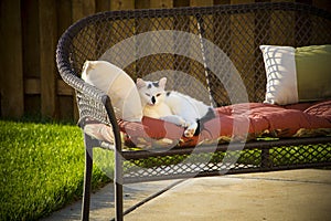 Adult Black and White Domestic Short Hair Feral Stray Cat Laying on Couch in Backyard