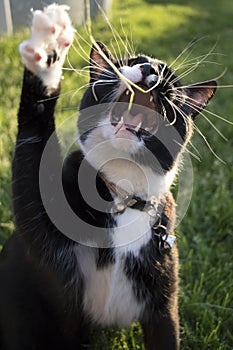 Adult Black and White Tuxedo Domestic Short Hair Cat Playing with Toy with Mouth Open