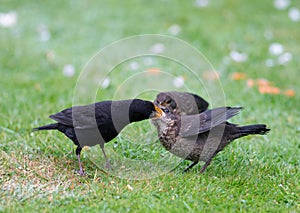 Adult Blackbird feeding a fledgeling on the ground.