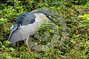 Blackcrowned Night Heron perched in tree
