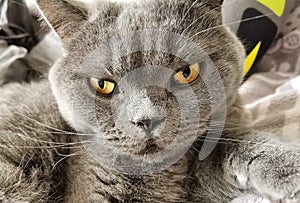 Adult blue british cat, closeup.