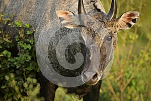 Adult blue bull or nilgai in the forest